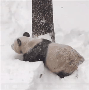 snow panda GIF-source